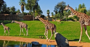 bioparc-valencia